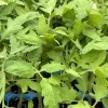 Goliath Tomato Live Plants - 3 Pack, 6-10 Inch, 60+ Day Old, Outdoor Vegetable - Image 1