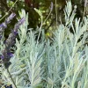 Goodwin Creek Lavender Live Plant - Aromatic Herb, Indoor/Outdoor, 18-24 in - Image 1
