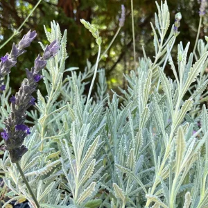 Goodwin Creek Lavender Live Plant - Aromatic Herb, Indoor/Outdoor, 18-24 in - Image 1