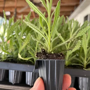 Goodwin Creek Lavender Live Plant - Aromatic Herb, Indoor/Outdoor, 18-24 in - Image 3