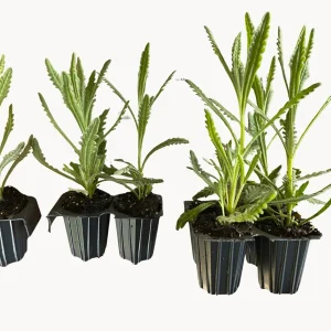 Goodwin Creek Lavender Live Plant - Aromatic Herb, Indoor/Outdoor, 18-24 in - Image 4