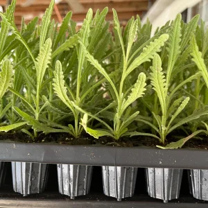 Goodwin Creek Lavender Live Plant - Aromatic Herb, Indoor/Outdoor, 18-24 in - Image 6