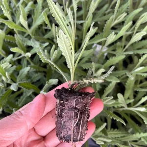Goodwin Creek Lavender Live Plant - Aromatic Herb, Purple Flowers, Indoor/Outdoor - Image 2