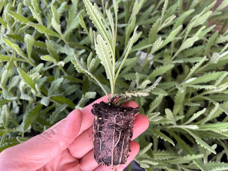 Goodwin Creek Lavender Live Plant - Aromatic Herb, Purple Flowers, Indoor/Outdoor - Image 2