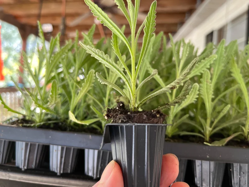 Goodwin Creek Lavender Live Plant - Aromatic Herb, Purple Flowers, Indoor/Outdoor - Image 3