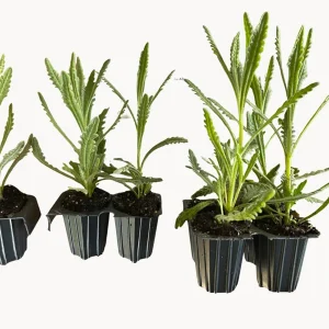 Goodwin Creek Lavender Live Plant - Aromatic Herb, Purple Flowers, Indoor/Outdoor - Image 4