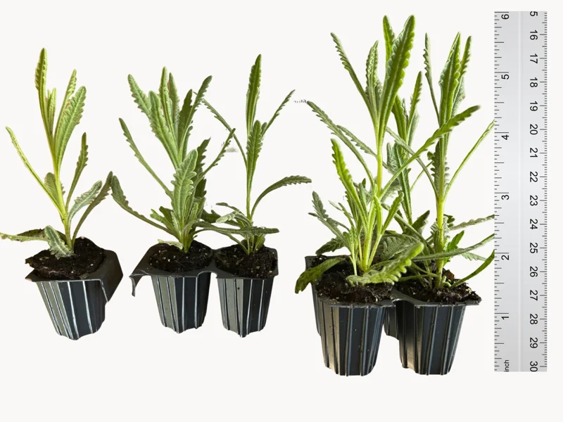 Goodwin Creek Lavender Live Plant - Aromatic Herb, Purple Flowers, Indoor/Outdoor - Image 4