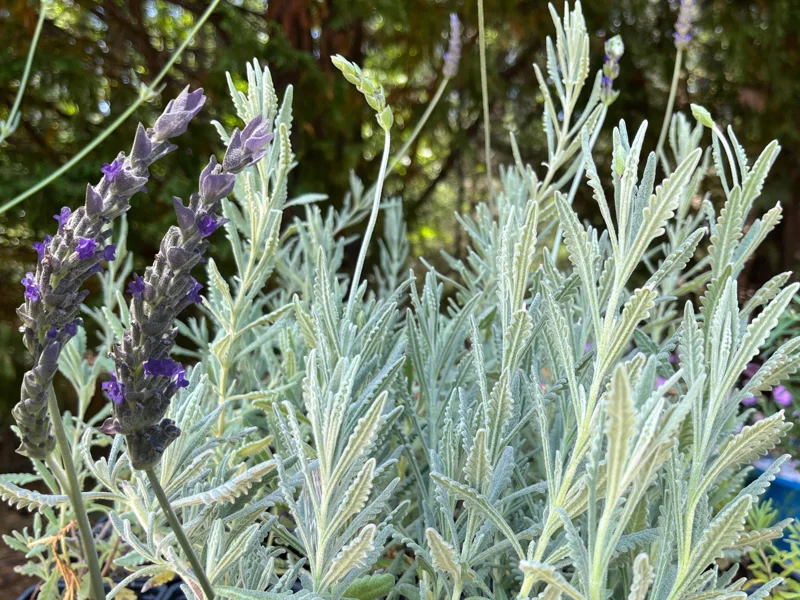 Goodwin Creek Lavender Live Plant - Aromatic Herb, Purple Flowers, Indoor/Outdoor - Image 1