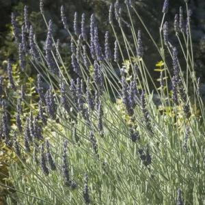 Goodwin Creek Lavender Live Plant - Aromatic Herb, Purple Flowers, Indoor/Outdoor - Image 8