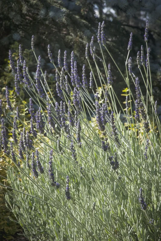 Goodwin Creek Lavender Live Plant - Aromatic Herb, Purple Flowers, Indoor/Outdoor - Image 8