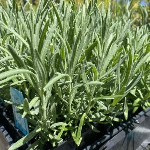 Goodwin Creek Lavender Live Plants 3-Pack - 4-6 inch - English-Spanish Hybrid - Indoor/Outdoor - Image 2