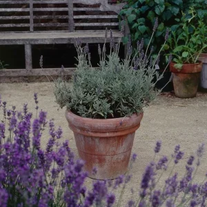 Goodwin Creek Lavender Live Plants 3-Pack - 4-6 inch - English-Spanish Hybrid - Indoor/Outdoor - Image 3