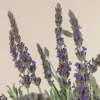 Goodwin Creek Lavender Live Plants 3-Pack - 4-6 inch - English-Spanish Hybrid - Indoor/Outdoor - Image 1