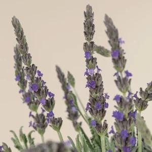 Goodwin Creek Lavender Live Plants 3-Pack - 4-6 inch - English-Spanish Hybrid - Indoor/Outdoor - Image 1