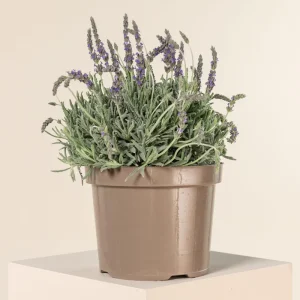 Goodwin Creek Lavender Live Plants 3-Pack - 4-6 inch - English-Spanish Hybrid - Indoor/Outdoor - Image 5