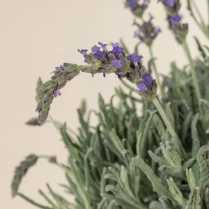 Goodwin Creek Lavender Live Plants 3-Pack - 4-6 inch - English-Spanish Hybrid - Indoor/Outdoor - Image 6