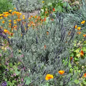 Goodwin Creek Lavender Live Plants 3-Pack - 4-6 inch - English-Spanish Hybrid - Indoor/Outdoor - Image 7