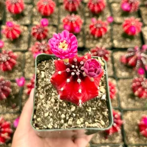 Grafted Gymnocalycium Friedrichii Live Cactus Plant – 3 Inch Pot - Image 2
