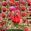 Grafted Gymnocalycium Friedrichii Live Cactus Plant – 3 Inch Pot - Image 1