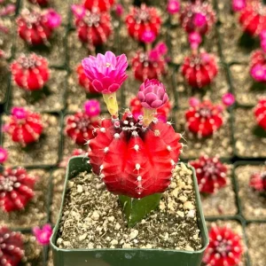 Grafted Gymnocalycium Friedrichii Live Cactus Plant – 3 Inch Pot - Image 1