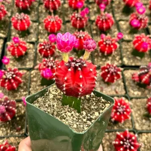 Grafted Gymnocalycium Friedrichii Live Cactus Plant – 3 Inch Pot - Image 3