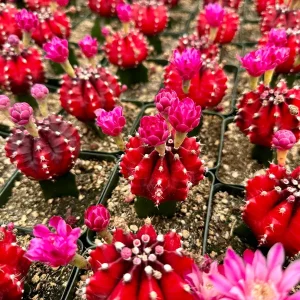 Grafted Gymnocalycium Friedrichii Live Cactus Plant – 3 Inch Pot - Image 4