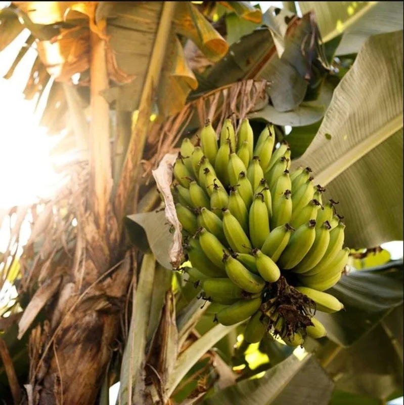 Grand Nain Dwarf Banana Tree Live Plant - 4-6 Inch Fruit Tree - Image 10