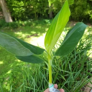 Grand Nain Dwarf Banana Tree Live Plant - 4-6 Inch Fruit Tree - Image 2