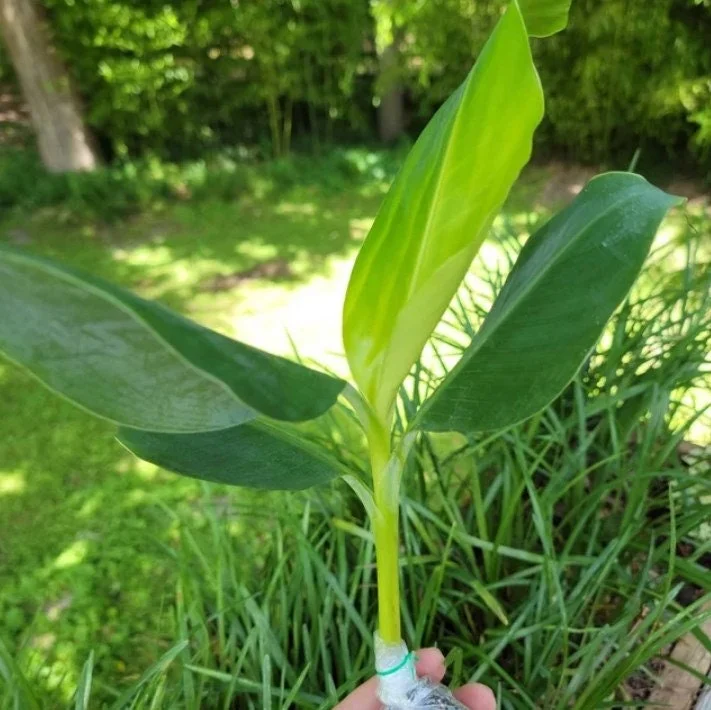 Grand Nain Dwarf Banana Tree Live Plant - 4-6 Inch Fruit Tree - Image 2