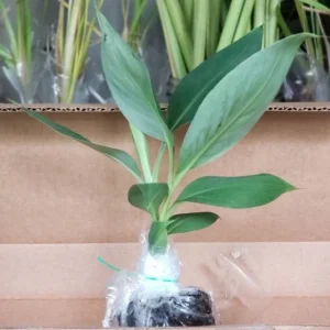 Grand Nain Dwarf Banana Tree Live Plant - 4-6 Inch Fruit Tree - Image 3