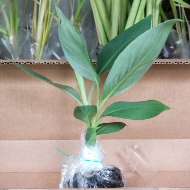 Grand Nain Dwarf Banana Tree Live Plant - 4-6 Inch Fruit Tree - Image 3