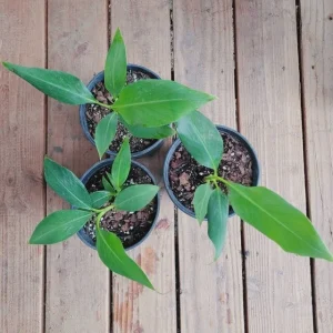 Grand Nain Dwarf Banana Tree Live Plant - 4-6 Inch Fruit Tree - Image 4