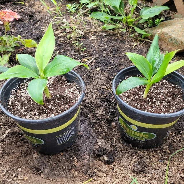 Grand Nain Dwarf Banana Tree Live Plant - 4-6 Inch Fruit Tree - Image 5