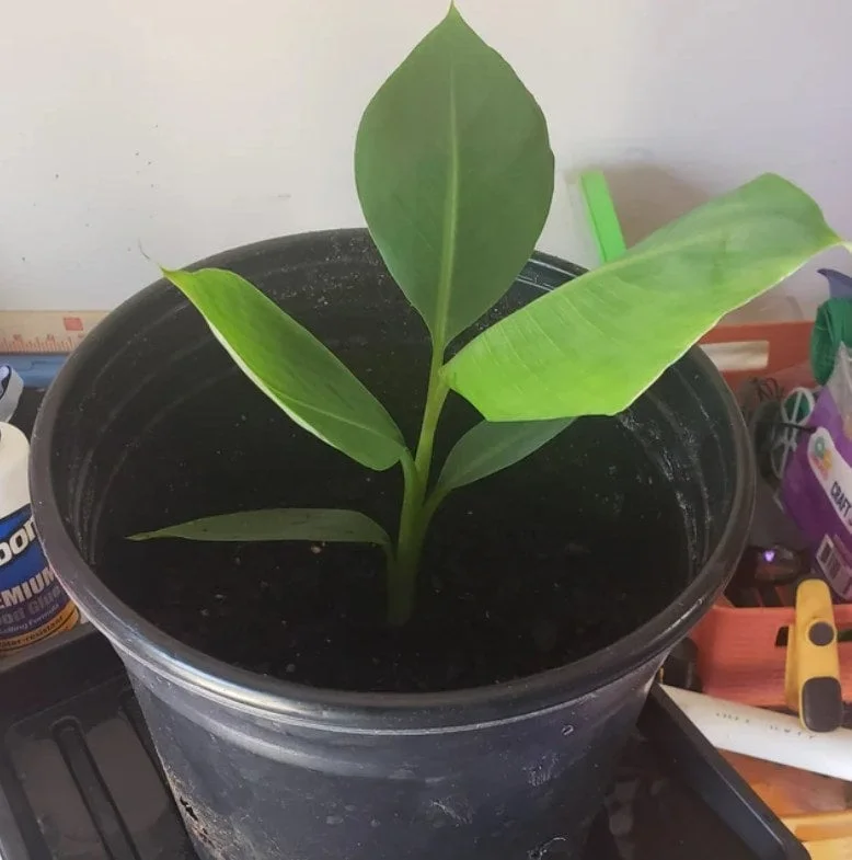 Grand Nain Dwarf Banana Tree Live Plant - 4-6 Inch Fruit Tree - Image 6