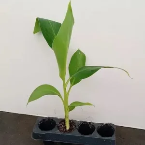 Grand Nain Dwarf Banana Tree Live Plant - 4-6 Inch Fruit Tree - Image 7