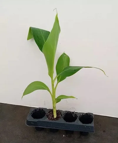 Grand Nain Dwarf Banana Tree Live Plant - 4-6 Inch Fruit Tree - Image 7