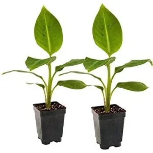 Grand Nain Dwarf Banana Tree Live Plant - 4-6 Inch Fruit Tree - Image 8