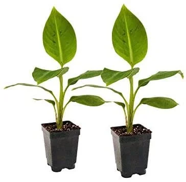 Grand Nain Dwarf Banana Tree Live Plant - 4-6 Inch Fruit Tree - Image 8