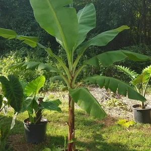 Grand Nain Dwarf Banana Tree Live Plant - 4-6 Inch Fruit Tree - Image 9
