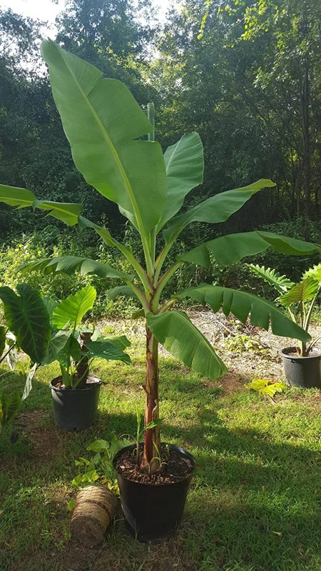 Grand Nain Dwarf Banana Tree Live Plant - 4-6 Inch Fruit Tree - Image 9