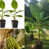 Grand Nain Dwarf Banana Tree Live Plant - 4-6 Inch Fruit Tree - Image 1