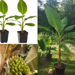 Grand Nain Dwarf Banana Tree Live Plant - 4-6 Inch Fruit Tree - Image 1