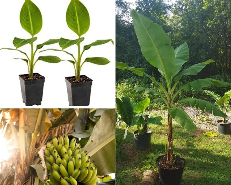 Grand Nain Dwarf Banana Tree Live Plant - 4-6 Inch Fruit Tree - Image 1