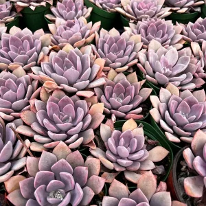 Graptoveria Debbie Pink Succulent Live Plant – 2.5'' or 4'' Pot – Indoor/Outdoor - Image 2