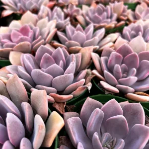 Graptoveria Debbie Pink Succulent Live Plant – 2.5'' or 4'' Pot – Indoor/Outdoor - Image 3