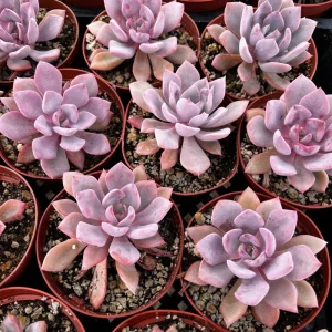 Graptoveria Debbie Pink Succulent Live Plant – 2.5'' or 4'' Pot – Indoor/Outdoor - Image 4