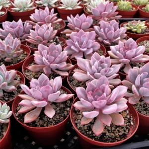 Graptoveria Debbie Pink Succulent Live Plant – 2.5'' or 4'' Pot – Indoor/Outdoor - Image 5