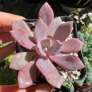 Graptoveria Debbie Pink Succulent Live Plant – 2.5'' or 4'' Pot – Indoor/Outdoor - Image 6