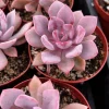 Graptoveria Debbie Pink Succulent Live Plant – 2.5'' or 4'' Pot – Indoor/Outdoor - Image 1