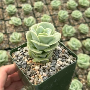 Graptoveria Lovely Rose Live Plant - Green Rose Succulent - 3 Inch Pot - Image 2